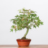 ACER PALMATUM YAMAMOMIJI - B3230
