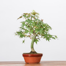 ACER PALMATUM YAMAMOMIJI - B3230