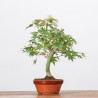 ACER PALMATUM YAMAMOMIJI - B3230