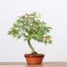 ACER PALMATUM YAMAMOMIJI - B3230