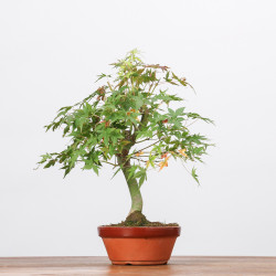 ACER PALMATUM YAMAMOMIJI - B3230