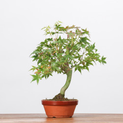 ACER PALMATUM YAMAMOMIJI - B3230