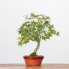 ACER PALMATUM YAMAMOMIJI - B3230