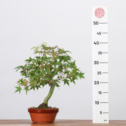 ACER PALMATUM YAMAMOMIJI - B3230