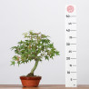 ACER PALMATUM YAMAMOMIJI - B3230