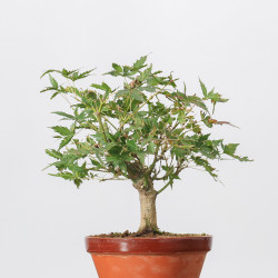 ACER PALMATUM YAMAMOMIJI -...