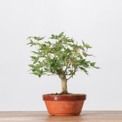 ACER PALMATUM YAMAMOMIJI - B3234