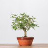 ACER PALMATUM YAMAMOMIJI - B3234