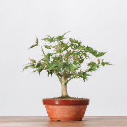 ACER PALMATUM YAMAMOMIJI - B3234