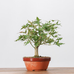 ACER PALMATUM YAMAMOMIJI - B3234