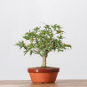 ACER PALMATUM YAMAMOMIJI - B3234