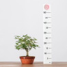 ACER PALMATUM YAMAMOMIJI - B3234