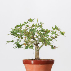 ACER PALMATUM YAMAMOMIJI -...