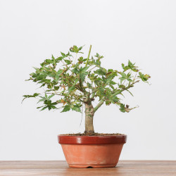 ACER PALMATUM YAMAMOMIJI - B3236