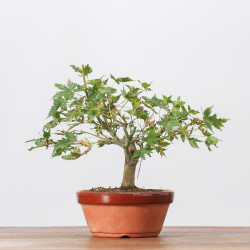 ACER PALMATUM YAMAMOMIJI - B3236