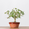 ACER PALMATUM YAMAMOMIJI - B3236