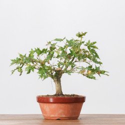 ACER PALMATUM YAMAMOMIJI - B3236