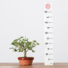 ACER PALMATUM YAMAMOMIJI - B3236