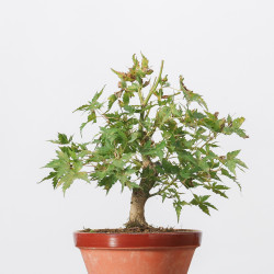 ACER PALMATUM YAMAMOMIJI -...