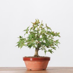 ACER PALMATUM YAMAMOMIJI - B3237