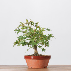 ACER PALMATUM YAMAMOMIJI - B3237