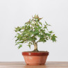 ACER PALMATUM YAMAMOMIJI - B3237