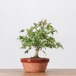 ACER PALMATUM YAMAMOMIJI - B3237