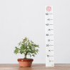 ACER PALMATUM YAMAMOMIJI - B3237