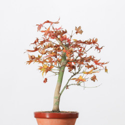 ACER PALMATUM YAMAMOMIJI -...