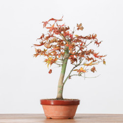 ACER PALMATUM YAMAMOMIJI - B3238