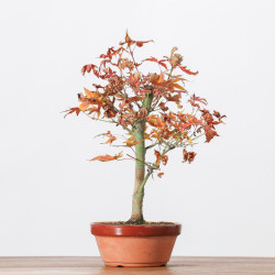 ACER PALMATUM YAMAMOMIJI - B3238