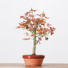 ACER PALMATUM YAMAMOMIJI - B3238