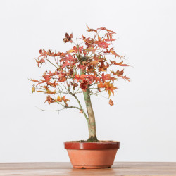 ACER PALMATUM YAMAMOMIJI - B3238
