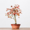 ACER PALMATUM YAMAMOMIJI - B3238