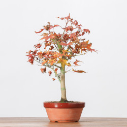 ACER PALMATUM YAMAMOMIJI - B3238