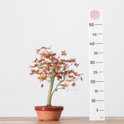 ACER PALMATUM YAMAMOMIJI - B3238