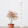 ACER PALMATUM YAMAMOMIJI - B3238