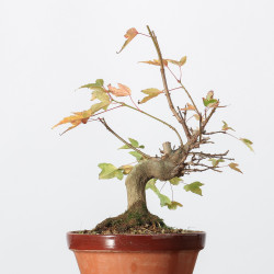 Acer buergerianum -  B3247