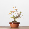 Acer buergerianum -  B3247