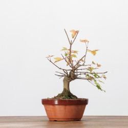 Acer buergerianum -  B3247
