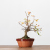 Acer buergerianum -  B3247