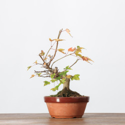 Acer buergerianum -  B3247