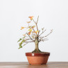 Acer buergerianum -  B3247