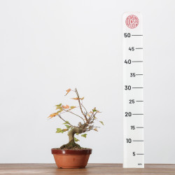Acer buergerianum -  B3247