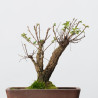 ZELKOVA NIRE - B3307