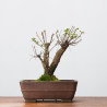 ZELKOVA NIRE - B3307