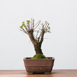ZELKOVA NIRE - B3307