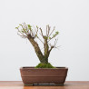 ZELKOVA NIRE - B3307