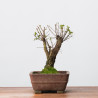 ZELKOVA NIRE - B3307