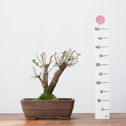 ZELKOVA NIRE - B3307